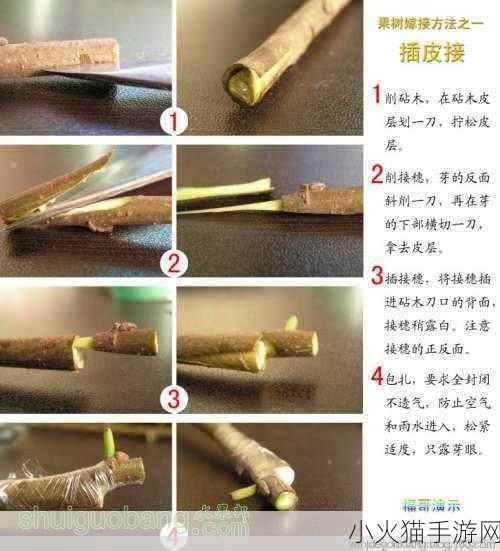 欧式72种扦插法的注意事项 1. 探索欧式72种扦插法的细节与技巧