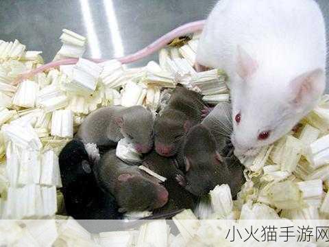 探索人与畜禽交互MOUSE突然爆火 1. 探索人与畜禽交互：MOUSE现象引发热议