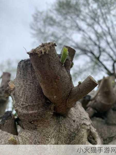 探究树木身上的疙疙瘩瘩，树瘤与愈伤组织之谜