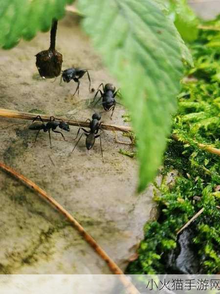 探寻大豆发源地之谜，蚂蚁新村今日答案揭晓