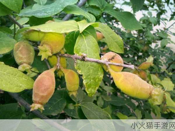 探索蚂蚁庄园 8 月 14 日，揭秘古代粉底制作的植物果实